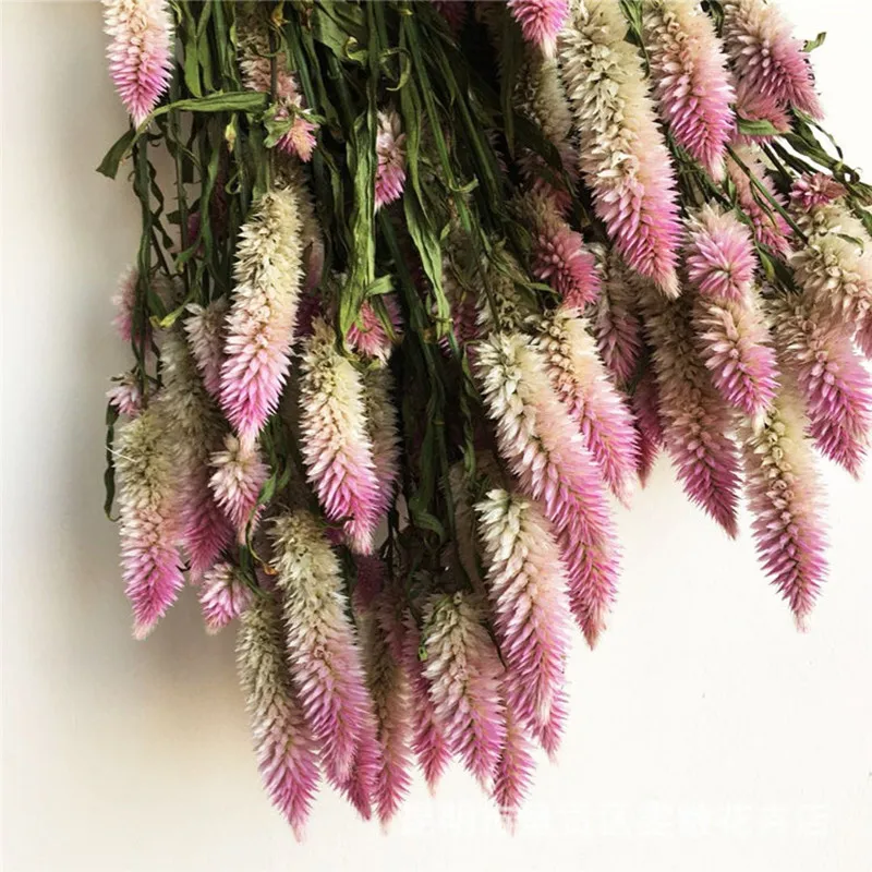 

Natural Flower Dried Bouquet Pampas Phoenix Tail Decoration Living Room Desktop Plant Pendular Wedding Christmas Decoration
