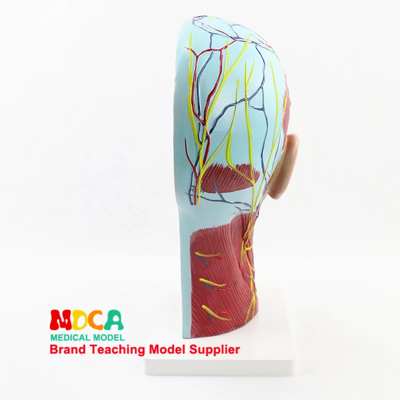 Модель медицинской анатомии головы и лица череп человека модель мозгового