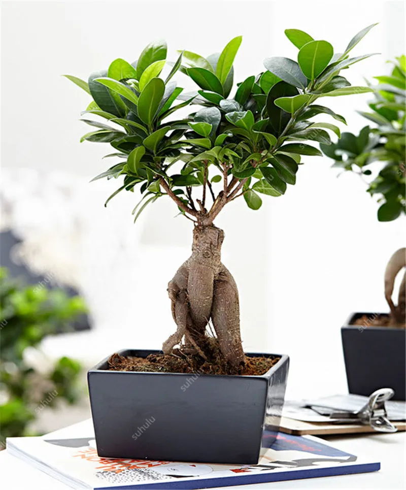 100 шт Искусственный баньян| |