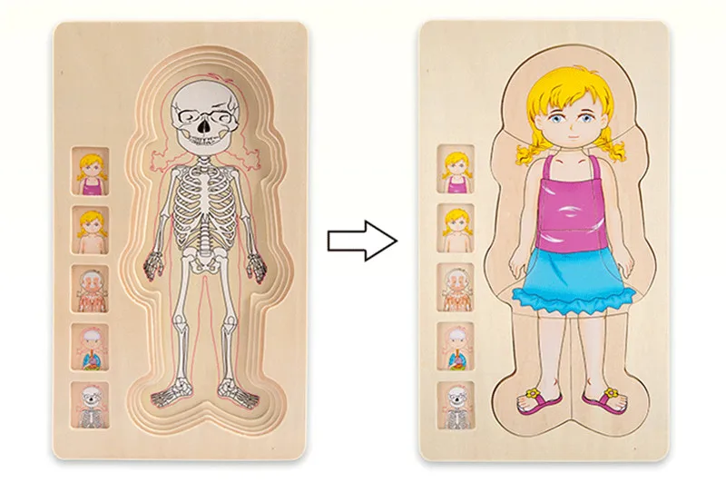 Многослойные деревянные пазлы-конструкции человеческого тела игрушки для детей