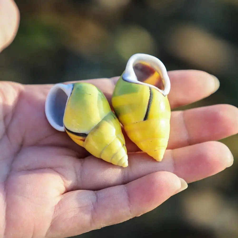 Snails Natural HLBK Conch Shells Small Fine Specimen Sea Left-handed Starfish Window Design Decoration | Дом и сад