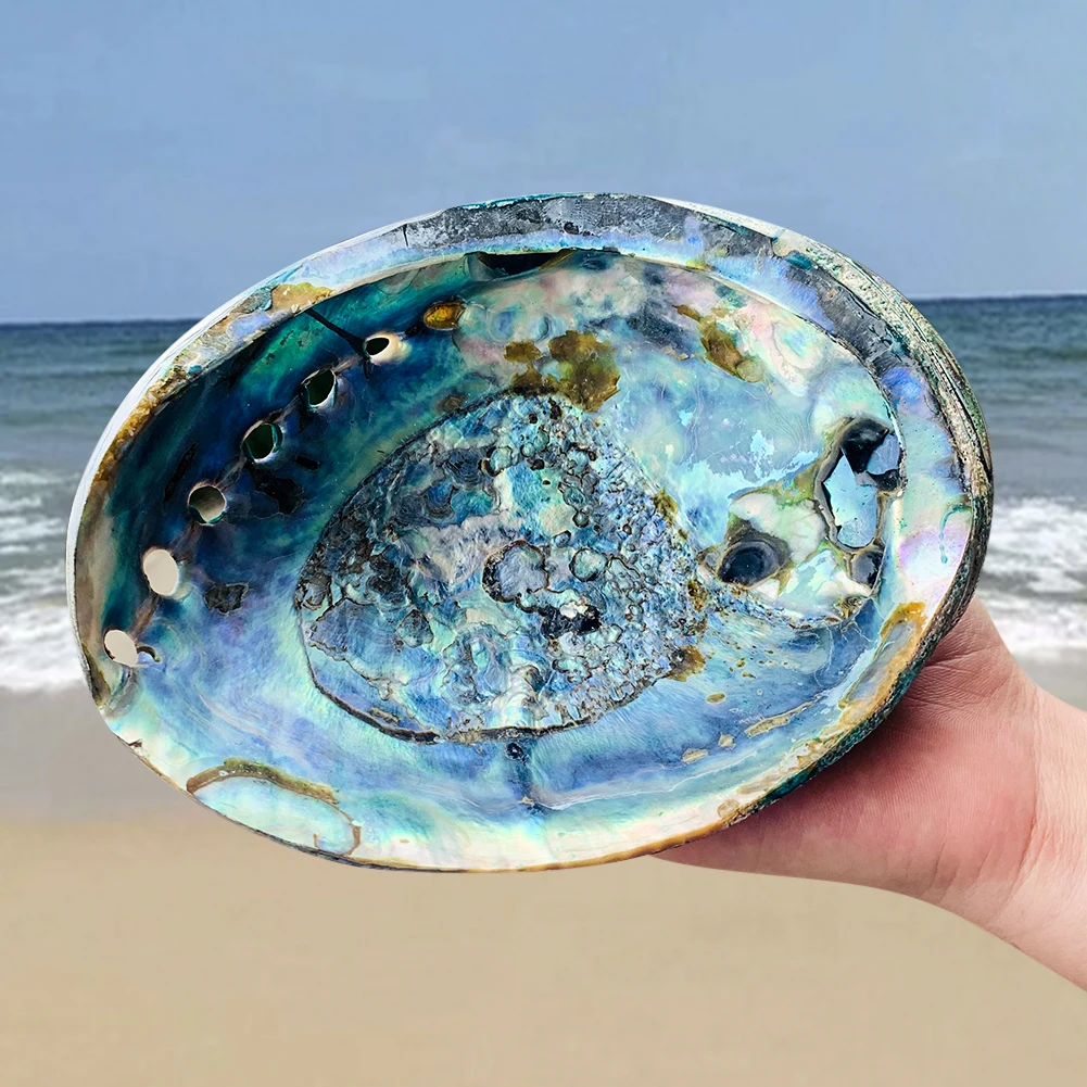 

Большая искусственная раковина 15-16 см, полированная раковина, раковина, морская раковина, домашний декор, аквариум, ландшафтный держатель д...