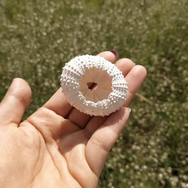 HappyKiss натуральный морской urchins розовый дизайн раковины urchin украшение для окна