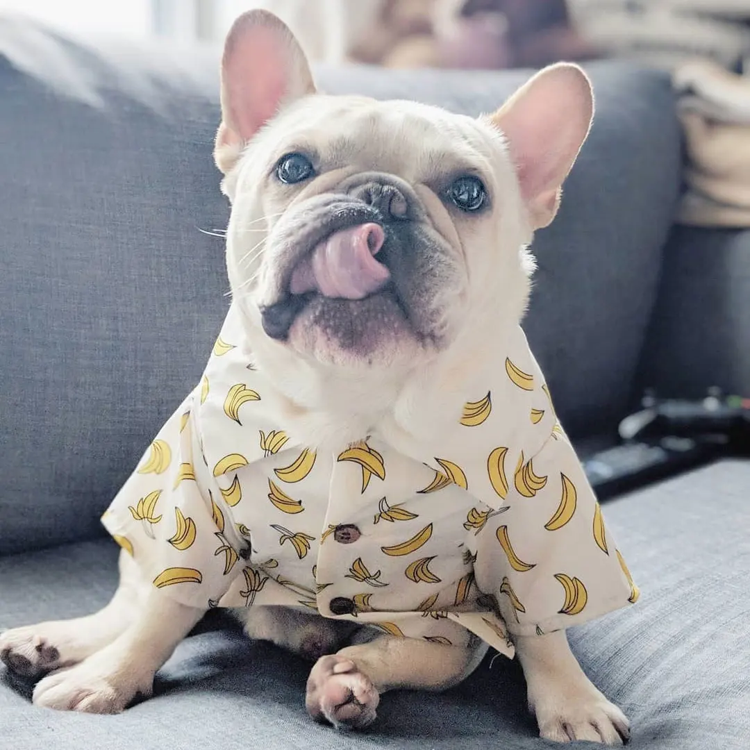 

Outfits Summer Pet Printed Clothes for Small Dogs Fashion Cotton Colling Puppy Shirt Floral Beach Hawaiian Dog Costume for Teddy