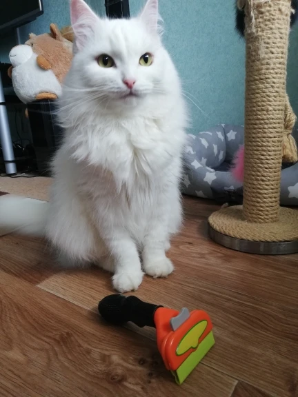 QQQPET щетка для ухода за домашними животными, инструмент для высыхания, гребень для обрезки кромок, инструмент для удаления собак и кошек