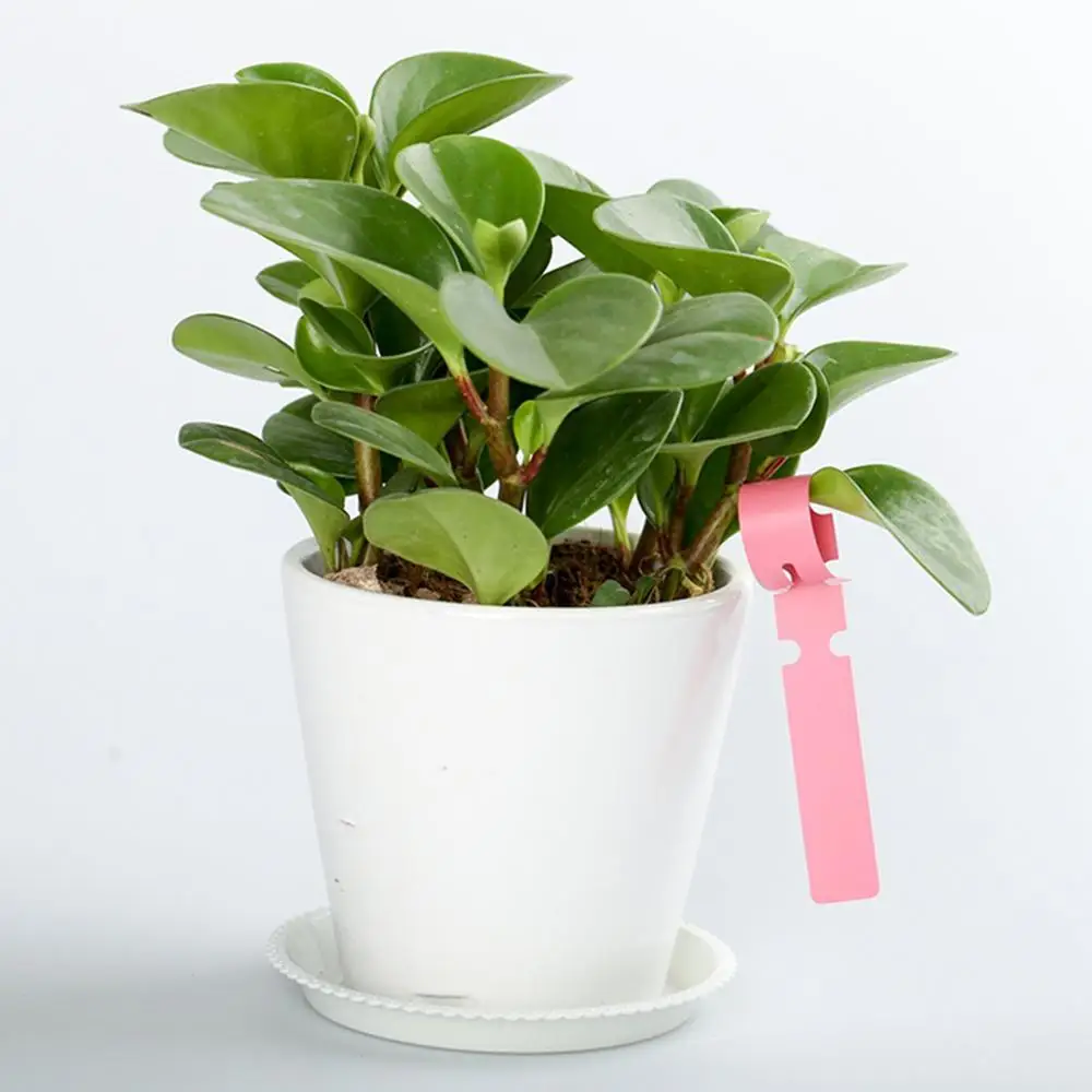 50 шт. Регулируемый подвесной маркер для растений ярлык садоводства саженцы