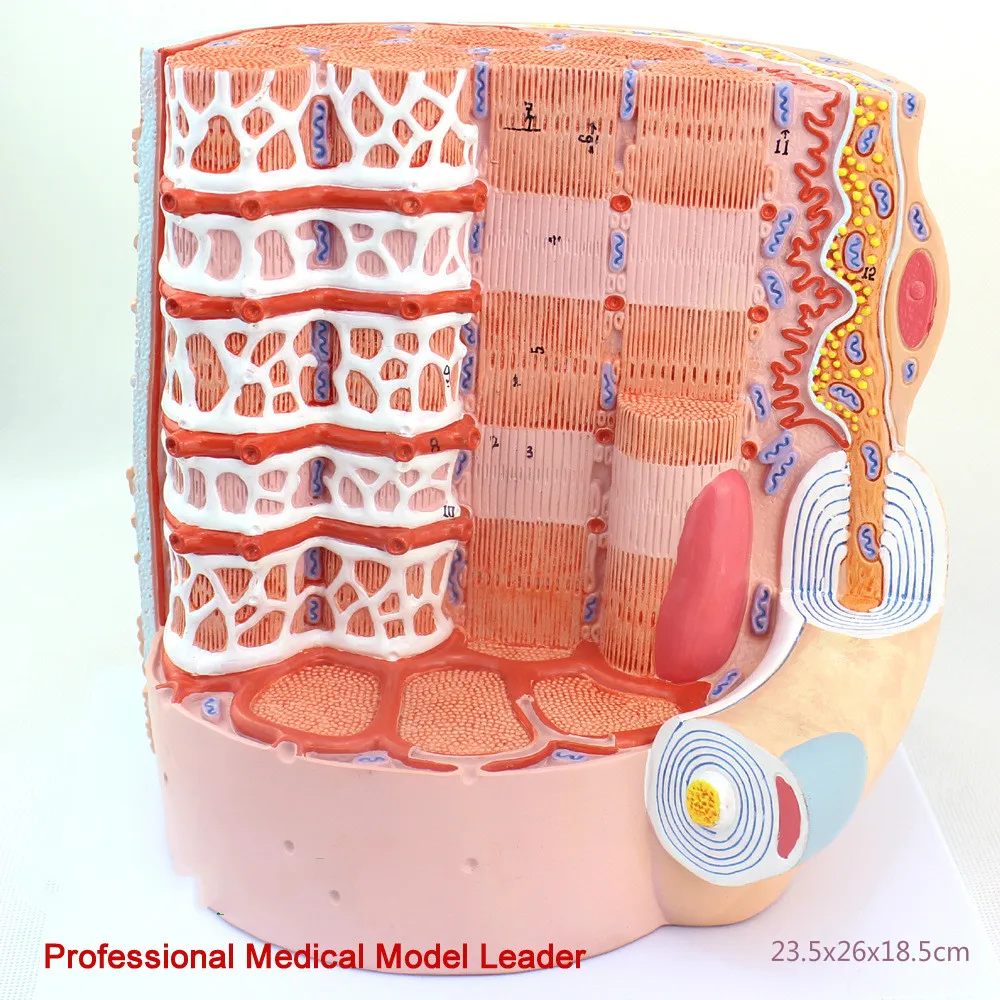 

23.5cm Muscle fiber Microanatomy model MICRO anatomy model 10 thousand times mecical Medical display teaching