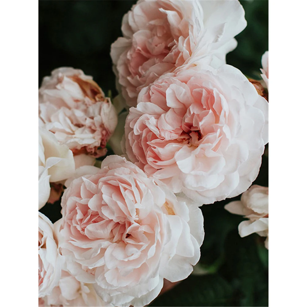 Набор для вышивки крестиком 11CT набор рукоделия холст с принтом цветов и роз