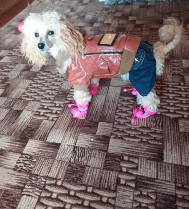 Кофе Россия в стиле панк с высоким каблуком и Стиль для домашних животных собак