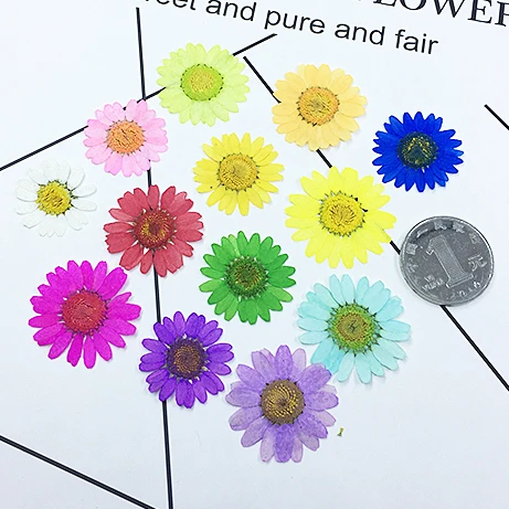 Хризантема paludosum настоящие сухие цветы растения для лампы в форме свечи