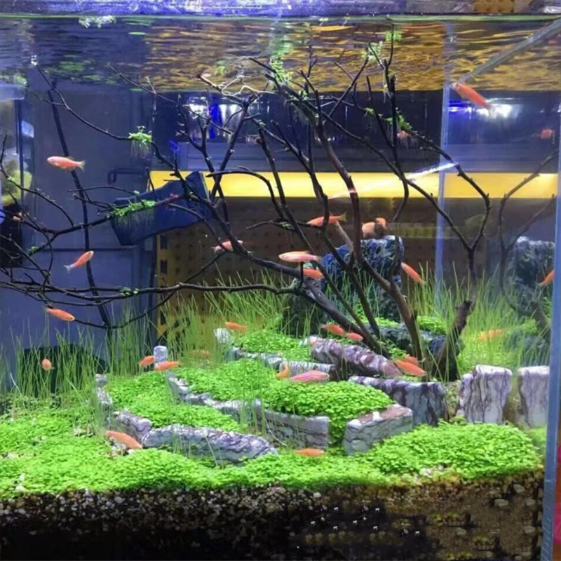 Декор для аквариума семена водной травы посылка на переднюю поверхность