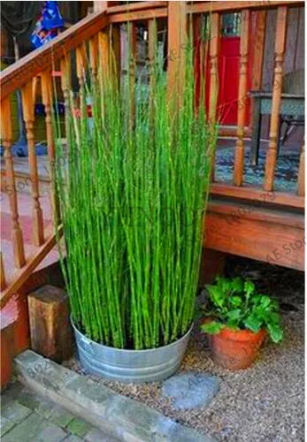 Подлинный! 20 Мини moso Bamboo flores bamboo plantas бонсай сад бонсай горшки для балкона Начинающий уровень 90% DIY для домашнего сада pl