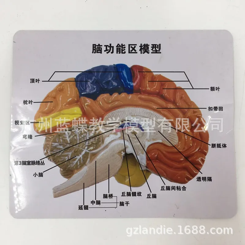 Модель человеческая в натуральную величину цветная 1:1 анатомическая модель