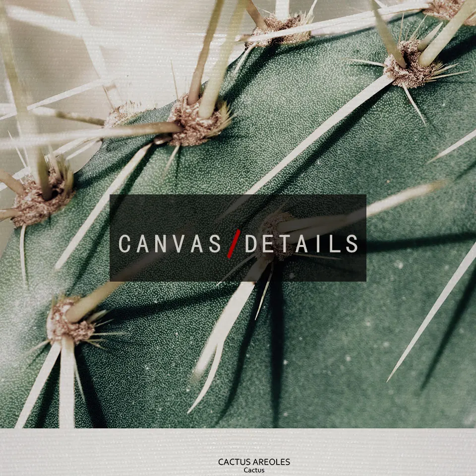 Плакат с суккулентами настенное искусство природный пейзаж холст живопись