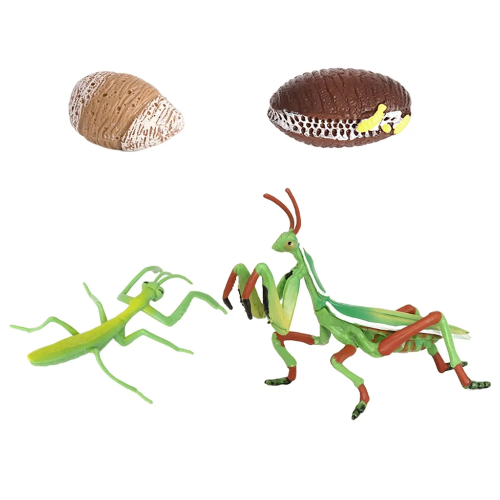 Ciclo de vida de un Montessori, 4 partes, proceso de crecimiento de insectos, aprendizaje educativo-3
