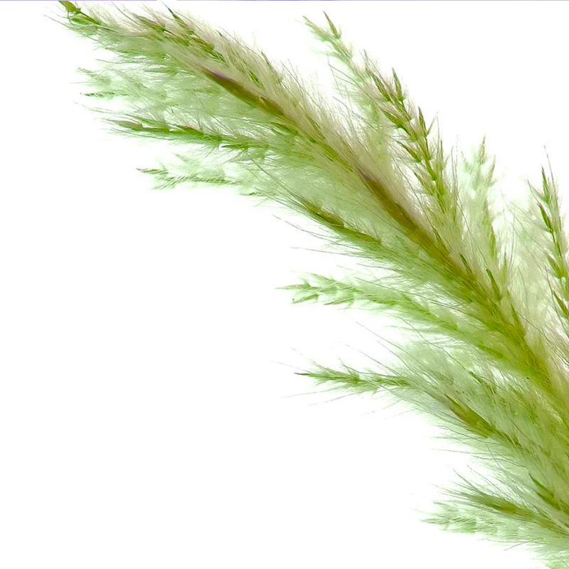15 шт. сушеные маленькие пампасы трава Phragmites украшения для дома, отеля, свадьбы SLC88