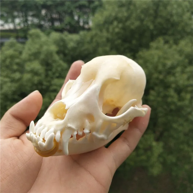 

Real Animal beast dog Skull specimen Collectibles Study Unusual Halloween