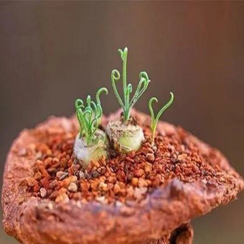 

100Pcs Spring Grass Succulent Plant Seeds Potted Home Bathroom Cabinet Exotic Spiral Grass Flower Wood Home Furniture 3Q-B