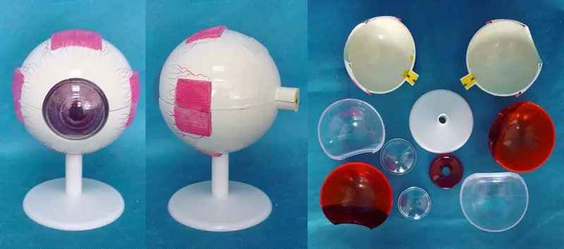 

4X глаз анатомическая модель орган, анатомия медицинские человеческие образцы модель бесплатная доставка