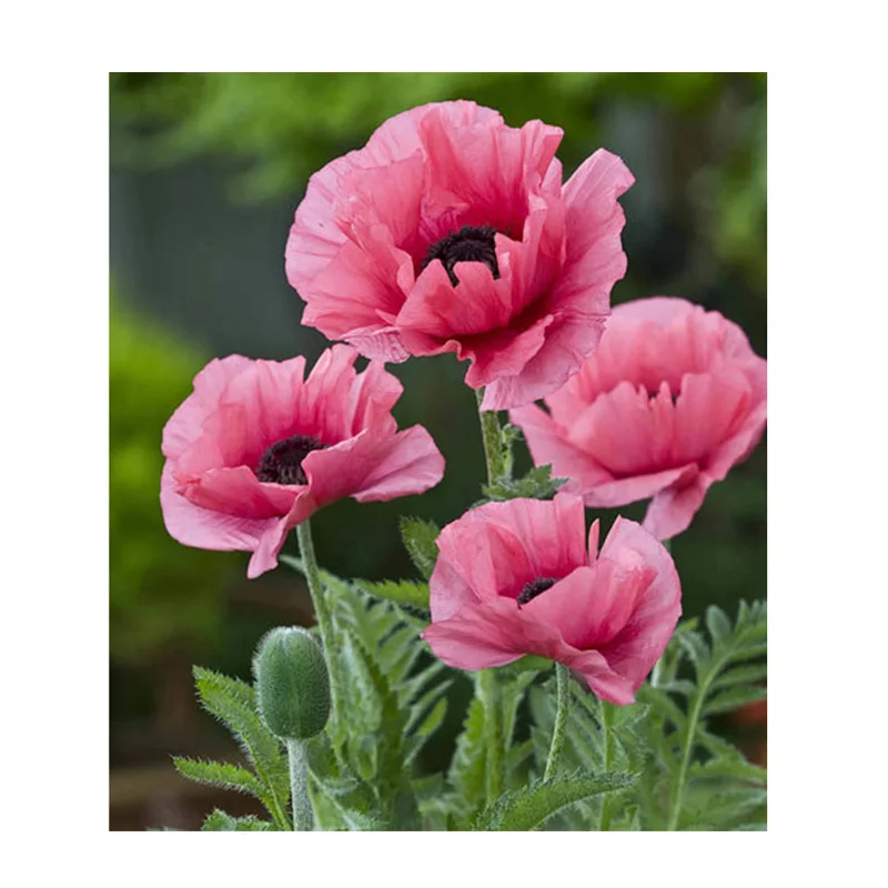 Полная круглая дрель 5D DIY Алмазная картина &quotкрасные цветы&quot 3D вышивка