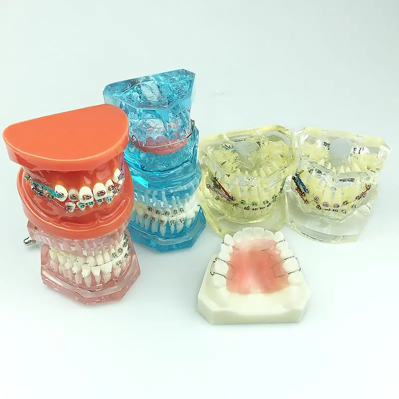 Стоматологическая Ортодонтическая модель для обучения стоматологии
