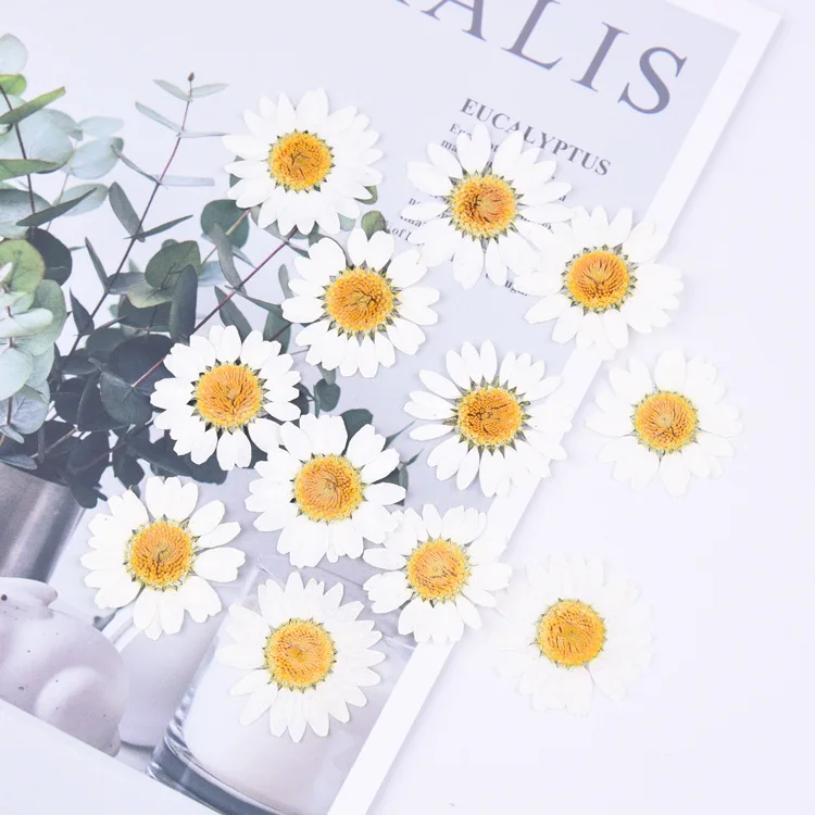 24 шт натуральной прессованной цветы на голову хризантемы для DIY свадебные