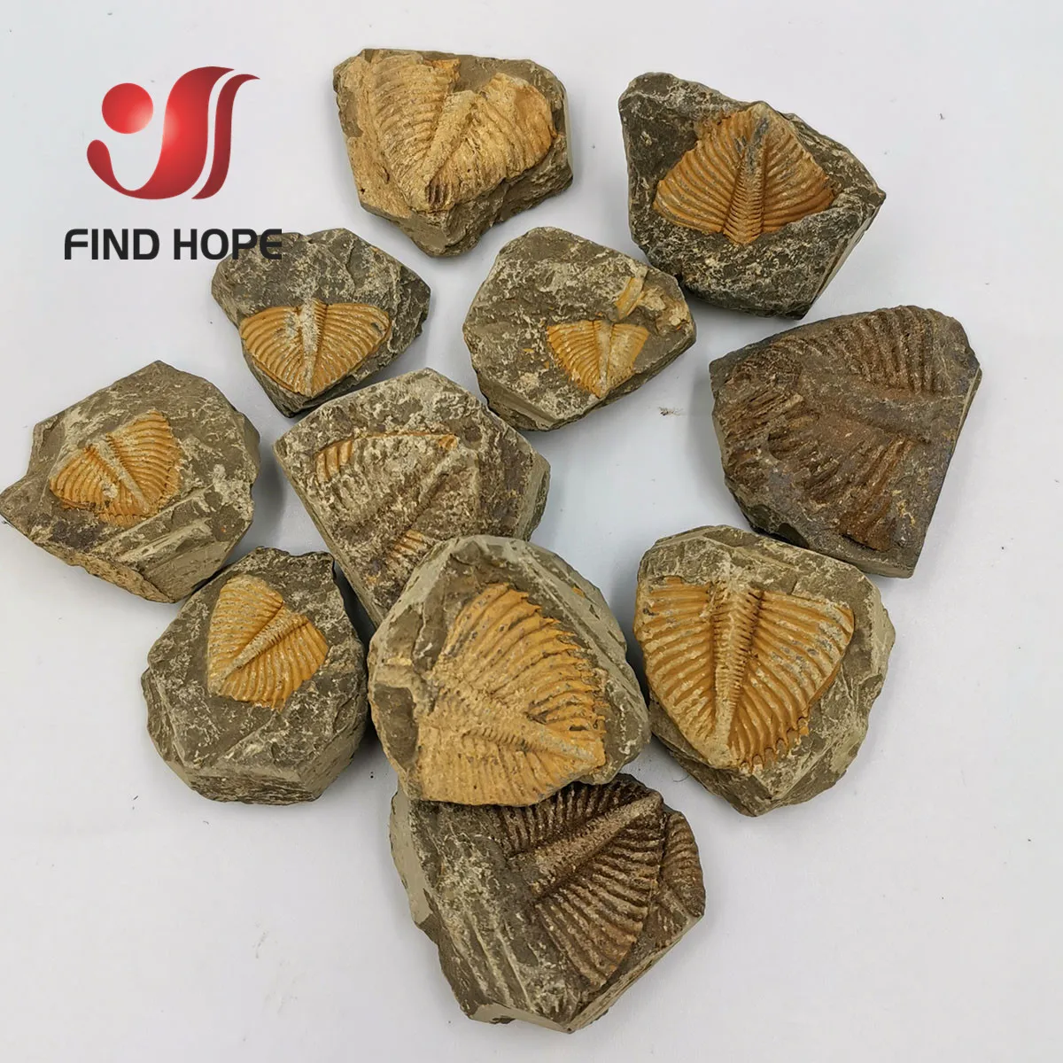 Натуральный трилобитовый хвост ископаемый брахиопор коралл и кончестрака