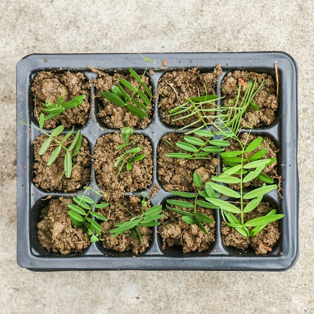 Набор пластиковых горшков для выращивания саженцев с 6/12/24 отверстиями | Дом и сад