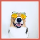 Солнцезащитные очки для питомцев, среднего и большого размера, собачьи очки
