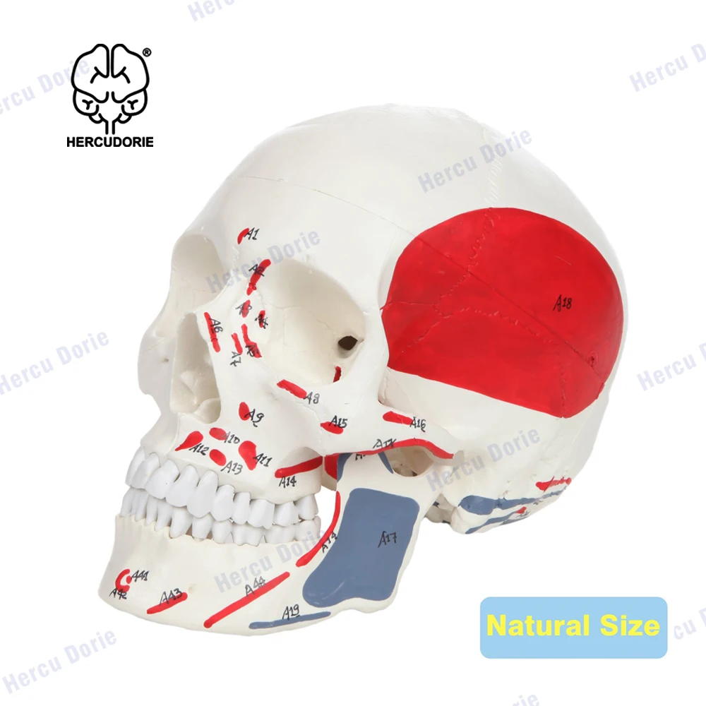 Научная модель человеческого черепа 3-х частей, окрашенная и пронумерованная | Полноразмерная пластиковая модель показывает точки начала и прикрепления мышц.