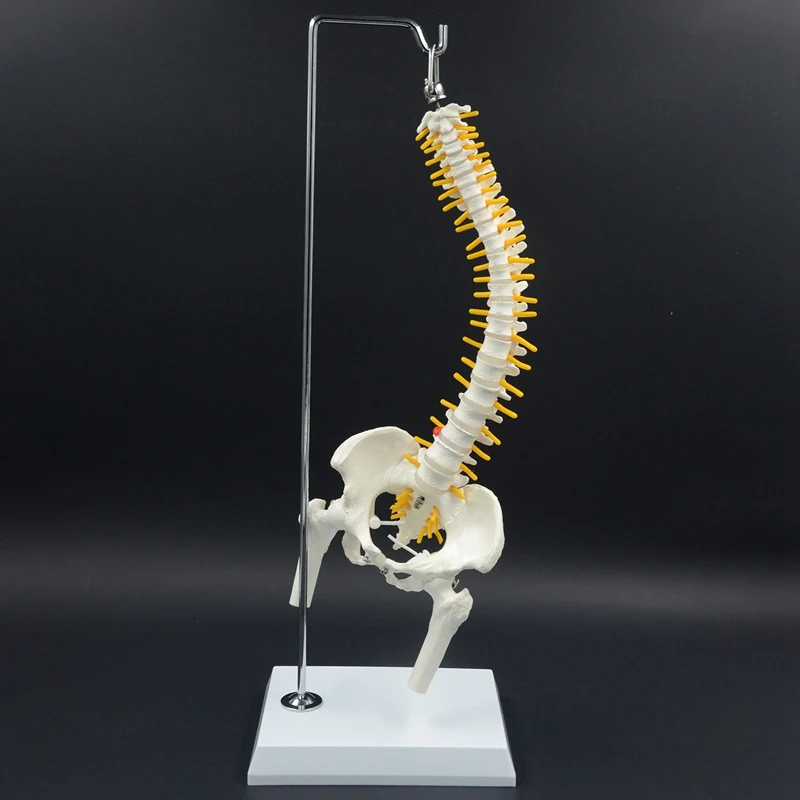 45CM Human Spine with Pelvis Model Anatomical Anatomy Medical Spinal Column Model+Stand Flexible | Инструменты