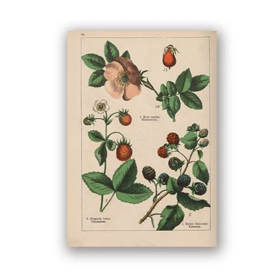 PH5990 Botanical коллекция винтажные плакаты и принты травы 1898s русский язык стены искусства картины холст живопись Домашний Декор стены - Цвет: PH5990
