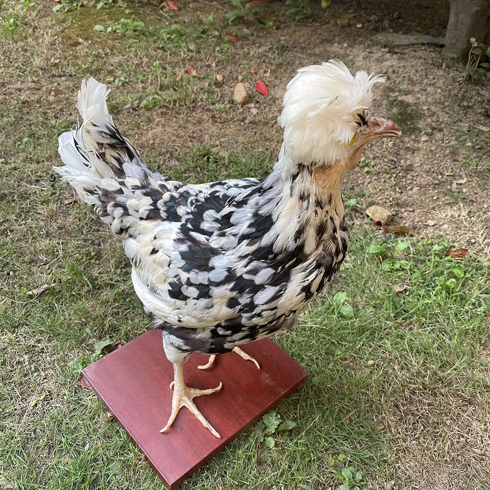 

1Pcs real Taxidermy stuffing Royal Chicken specimen Teaching / Decoration