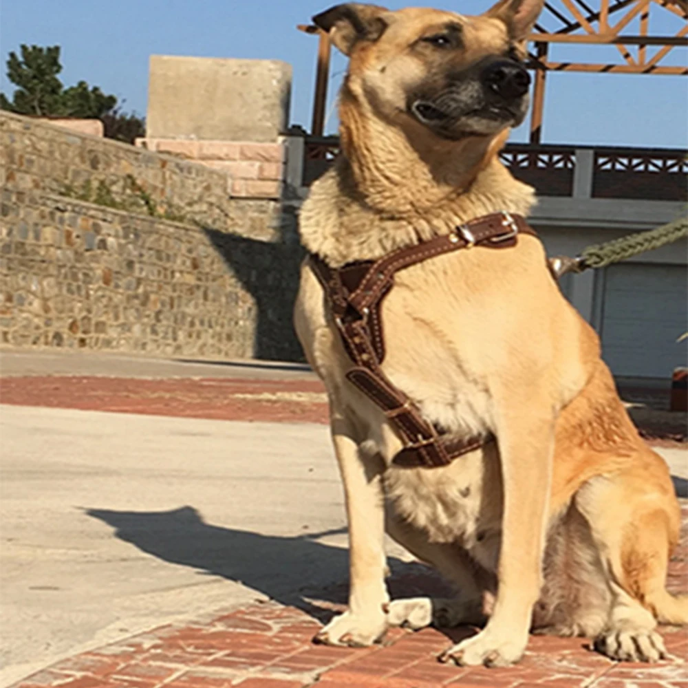 

Double padded layer cowhide chest Pet Chest Collar For Working Dogs