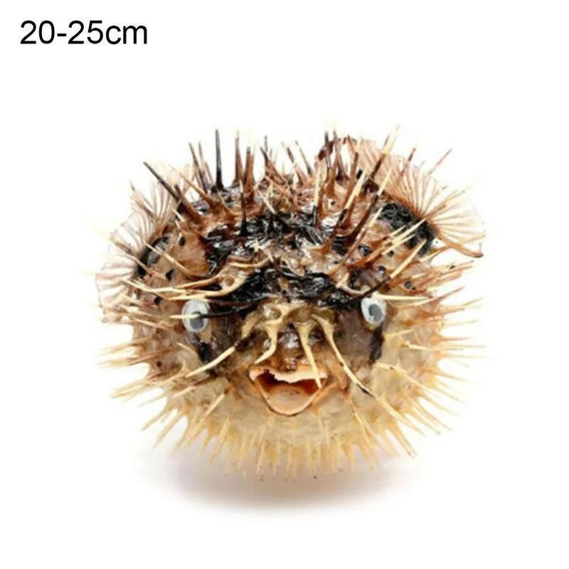 

15-25cm Thorn Fish Marine Life Natural Porcupine Specimen Mediterranean Home Sea Snails Shell Conch Crafts Landscape Decorations