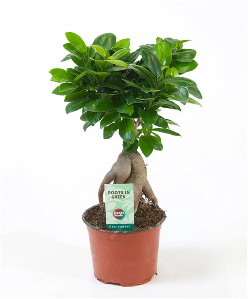 100 шт Искусственный баньян| |