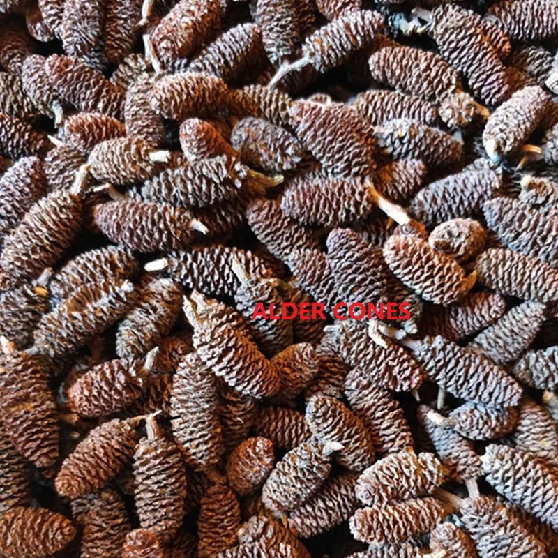 

Alder cones for christmas decoration and water pH and water color in aquarium 50pcs