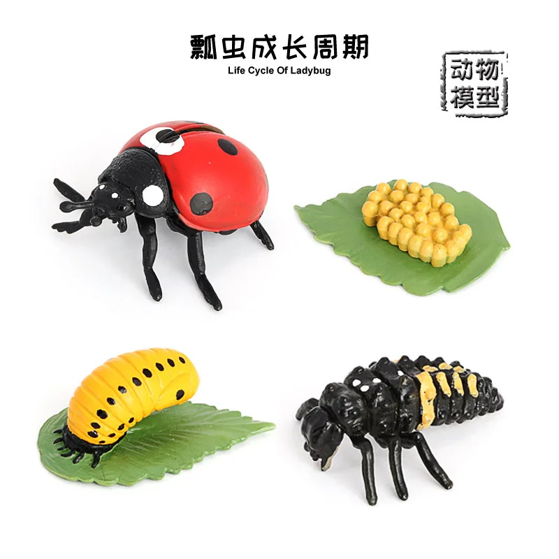 

Simulated Insect Animal Model Children's Cognitive Science Teaching Toy Seven-star Ladybug Growth Cycle Series Swing Hand-held