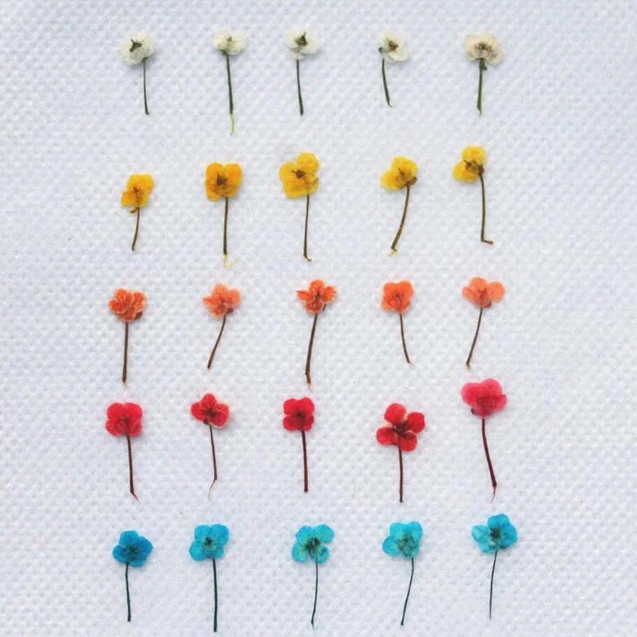 120pcs Pressed Dried Mini Lobularia Maritima Flower Plant Herbarium For Jewelry Postcard Invitation Card Making Accessories