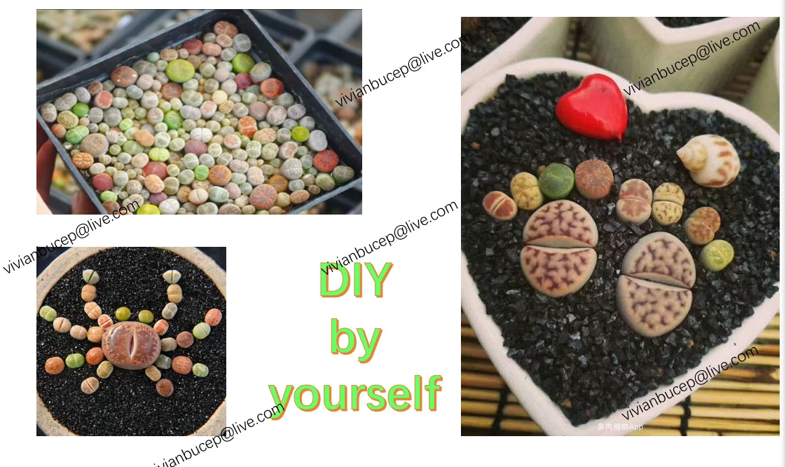 Lithops самодельные Украшения не семена живые камни искусственные экзотические