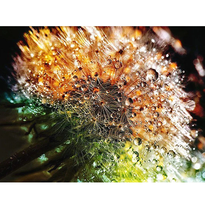 

5D DIY алмазная живопись Одуванчик Стразы картина фотосессия полный комплект картина из бисера украшение для дома