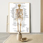 Медицинская Настенная картина, винтажный постер в скандинавском стиле с изображением анатомии человека, скелета мышц, обучение, современный декор