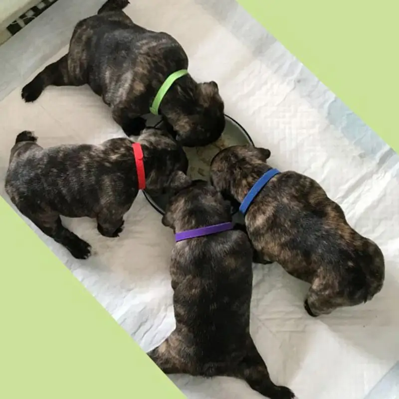 Ошейник с идентификацией для домашних животных 12 цветов | Дом и сад