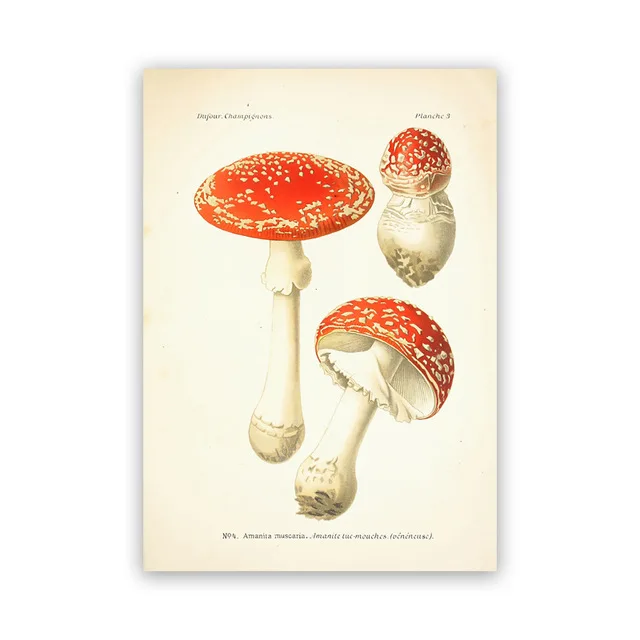 

Vintage Mushroom Botanical Posters and Prints Atlas of Edible and Poisonous Mushrooms Plants Kraft pape Retro Poster