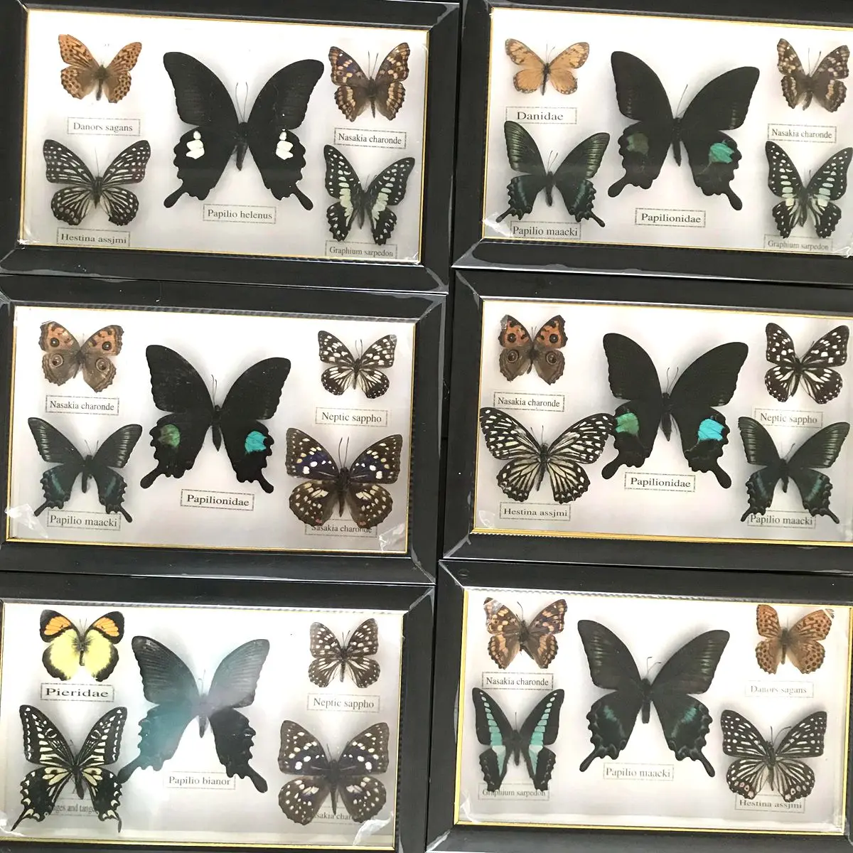 

Beautiful Butterfly Specimen Educational Material Collection/Butterfly Specimen Photo Frame Artwork Decoration Home Decoration