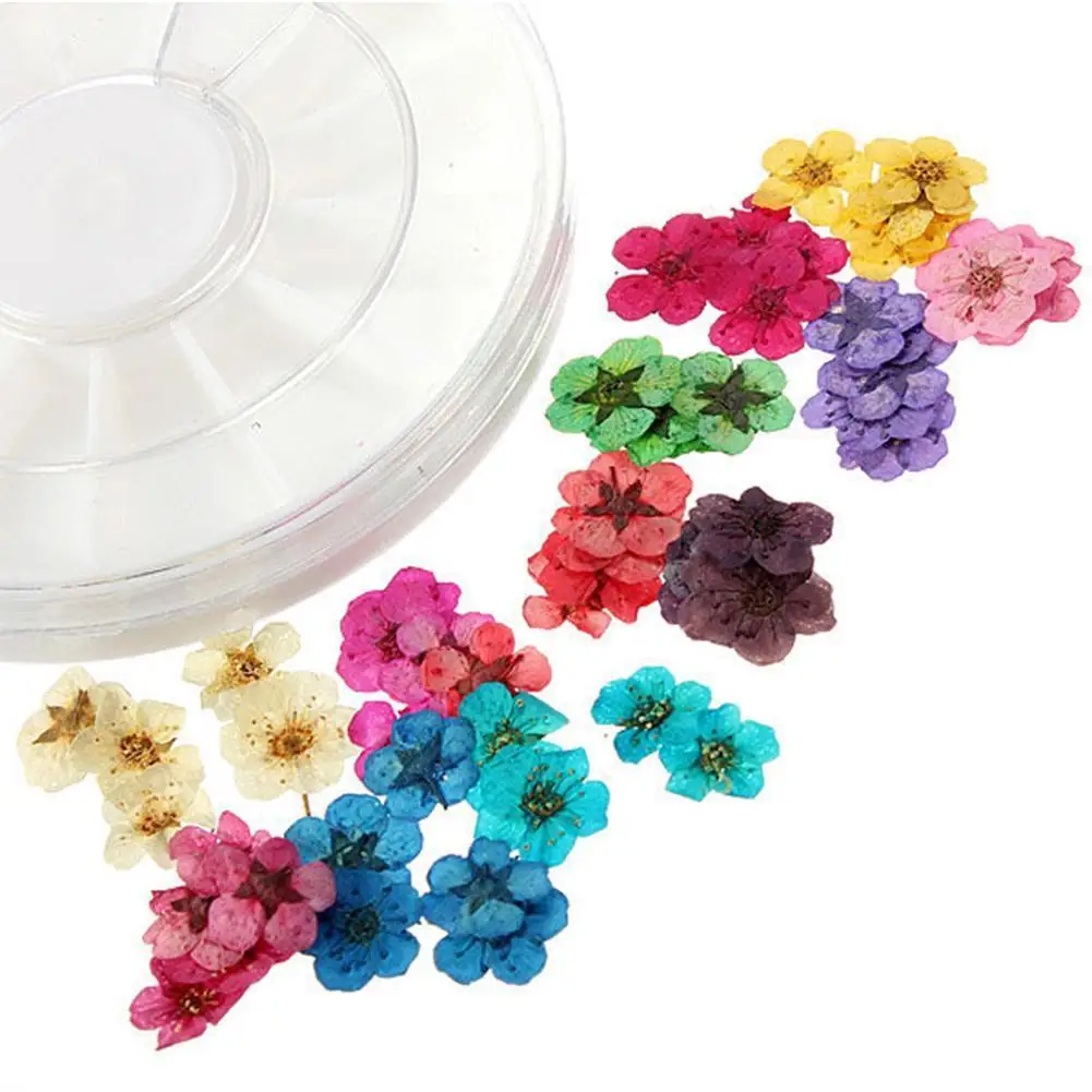 

12-color Five-petal Dried Flower Small Box Disc 24 Pieces Flower Dried Nail Three-dimensional Jewelry S1G6