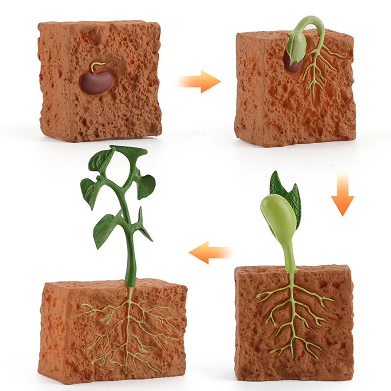 

1 комплект моделирования жизненный цикл зеленой фасоли цикла роста растений Модель Фигурки Коллекция научные развивающие игрушки