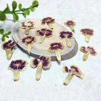 60pcs pressed dried dianthus chinensis l flowers plant herbarium jewelry postcard invitation card phone case making accessories