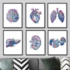 Анатомия, человеческие органы, мозг, сердце, печень, настенная живопись, скандинавские плакаты и принты, настенные картины для декора гостиной