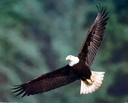 

Flying Bird Wall Decor Bald Eagle Wildlife Animal Art Print Poster